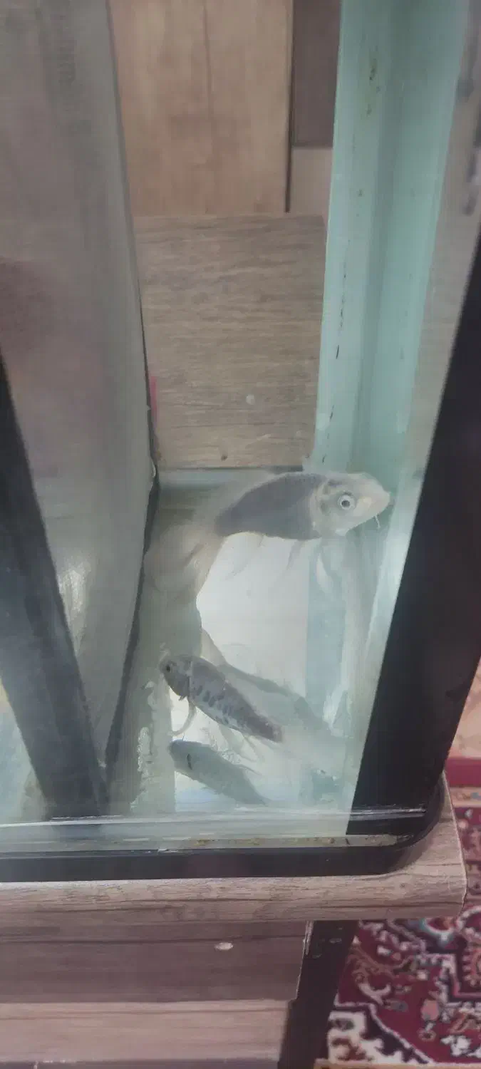 ماهی کوی|ماهی|تبریز, |دیوار