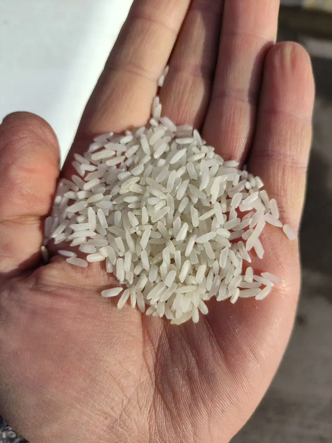 برنج پاکستانی|خوردنی و آشامیدنی|قزوین, |دیوار