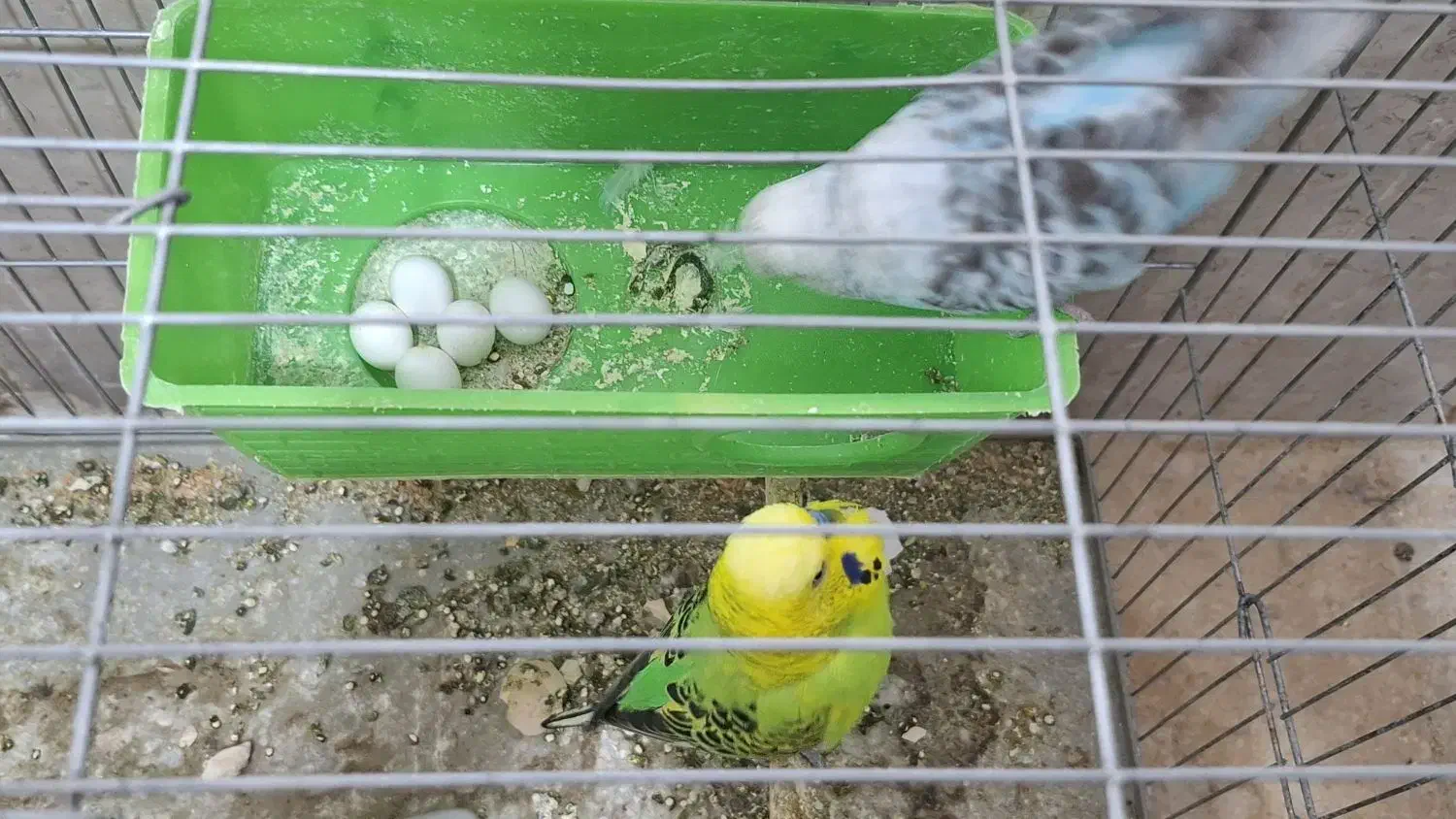 مرغ عشق|پرنده|خنداب, |دیوار