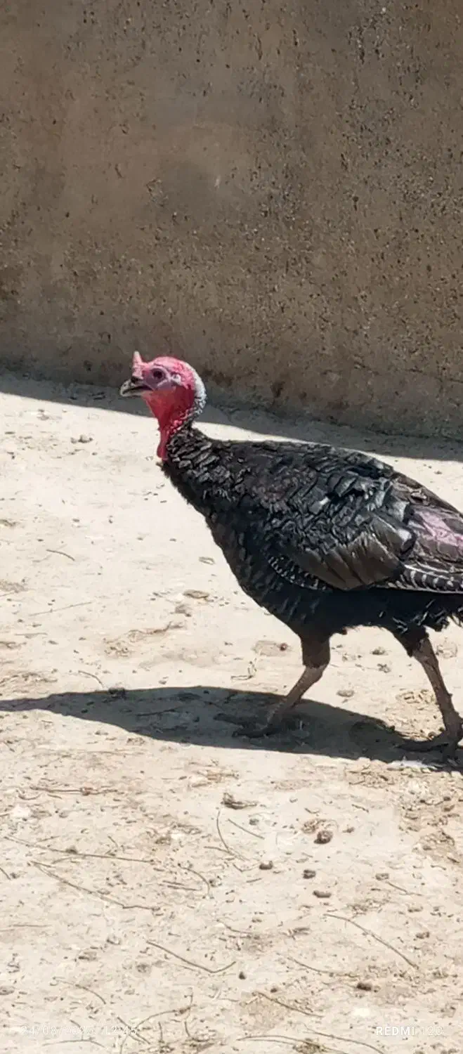 بوقلمون|حیوانات مزرعه|بروجرد, |دیوار