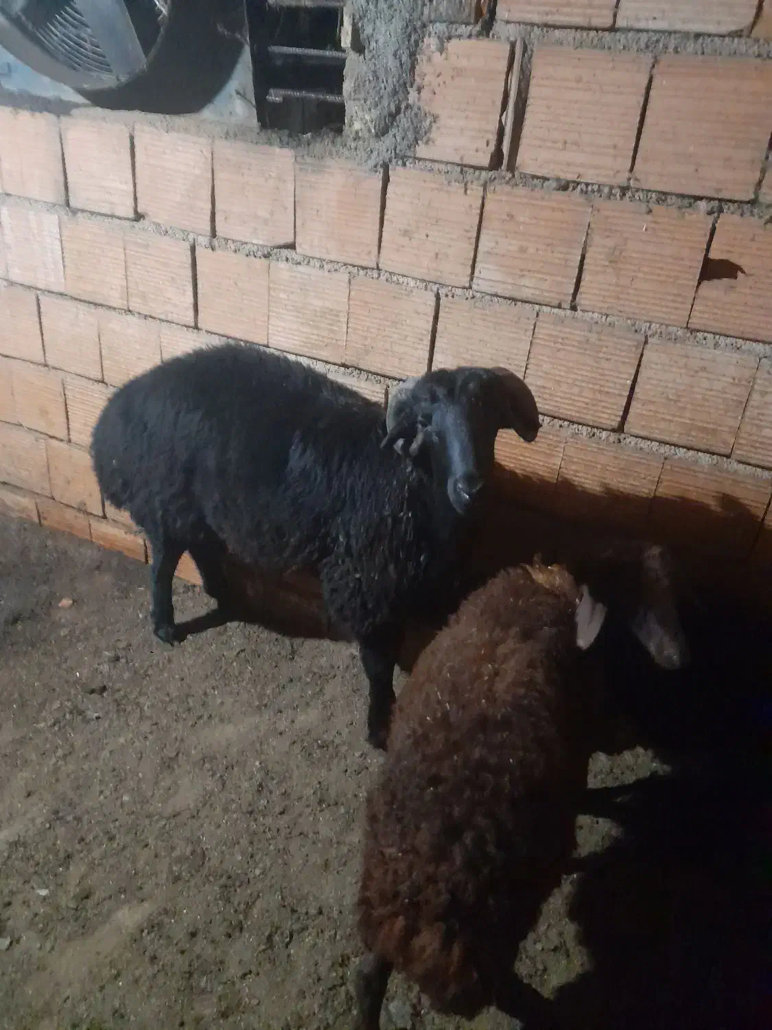 نر شیشکی تخمی|حیوانات مزرعه|خان ببین, |دیوار