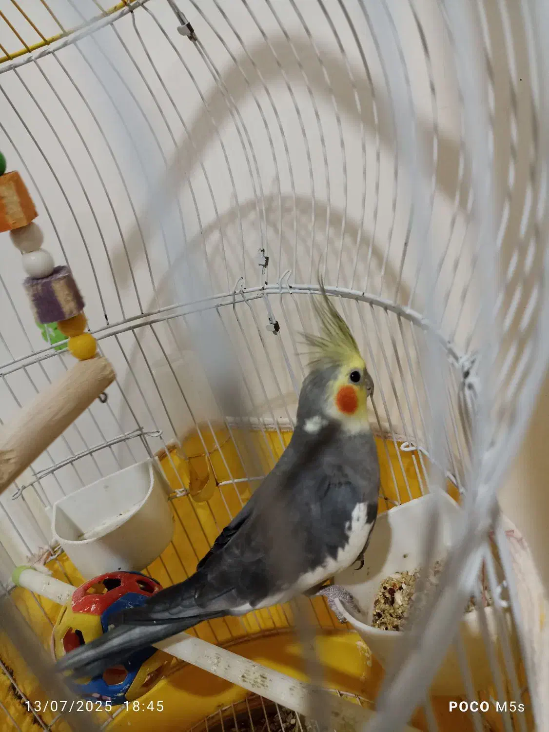 عروس هلندی|پرنده|بندر گز, |دیوار