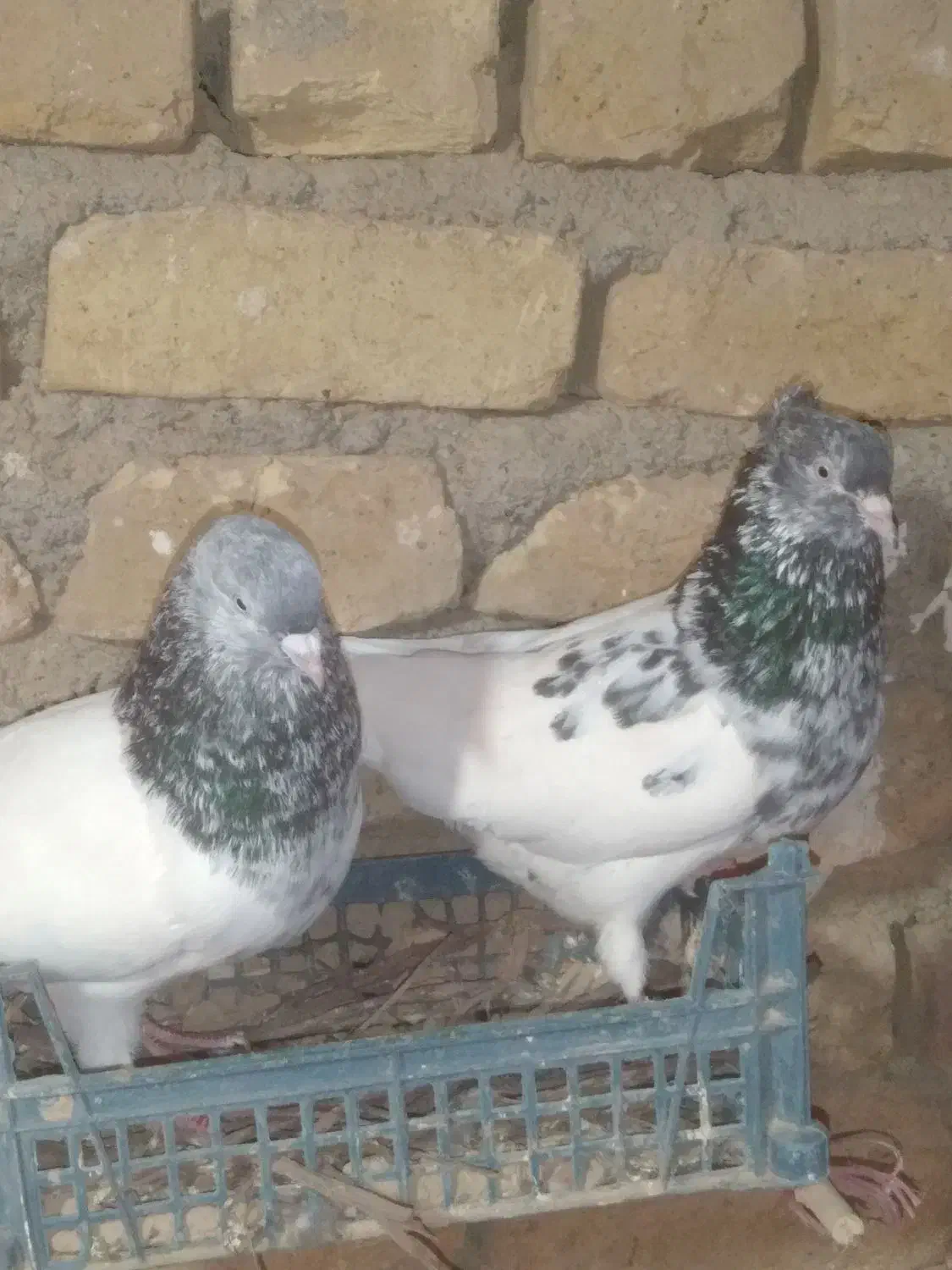 کله کاکلی|پرنده|ملکآباد, |دیوار