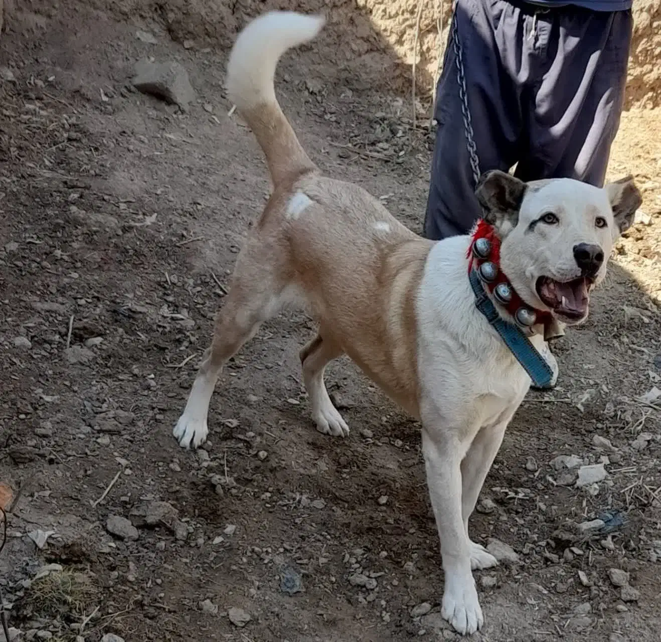 فروش|سگ|خمین, |دیوار