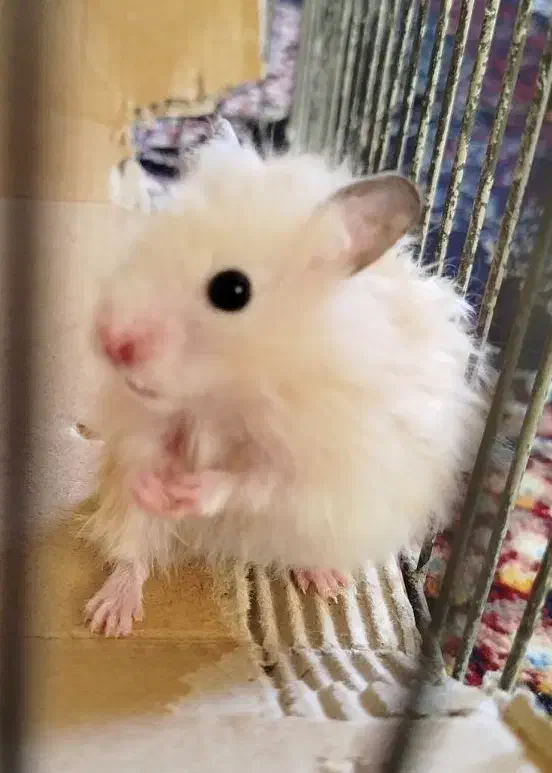 همستر|موش و خرگوش|مشهد, قائم|دیوار