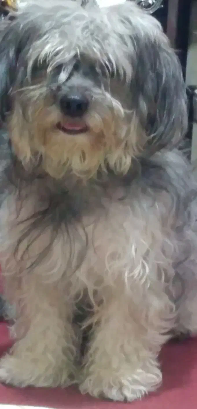 شیتزو نر|سگ|بندرعباس, |دیوار