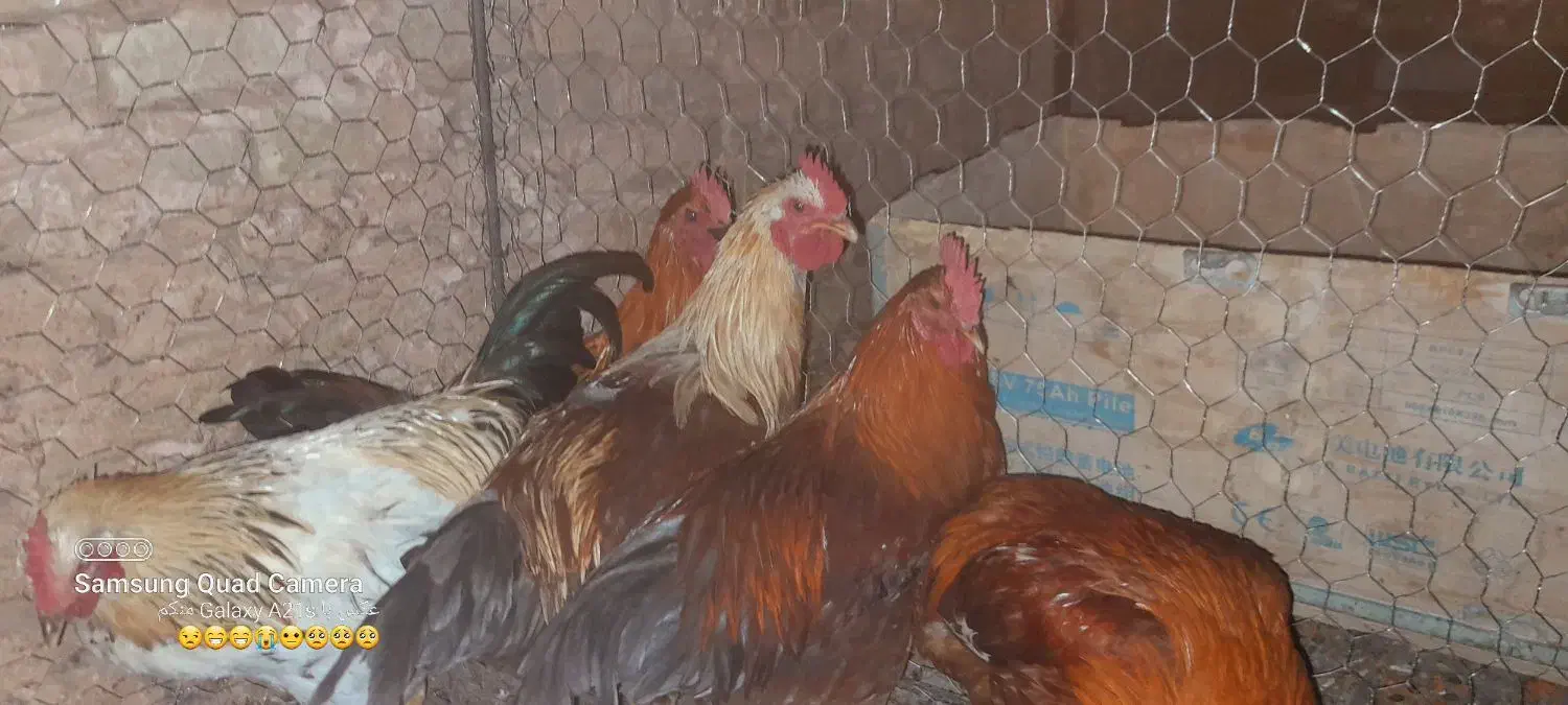 خروس محلی خوب وچاق|حیوانات مزرعه|سبزوار, جهاد کشاورزی|دیوار