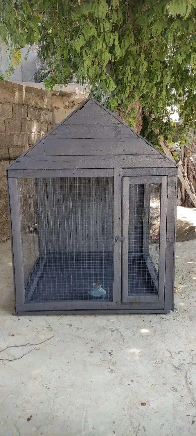 قفس پرنده معاوضه با جفت عروس آلبینو مولد یا فروش|لوازم جانبی حیوانات|چابهار, |دیوار