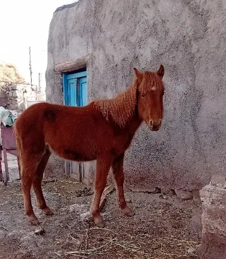 کره نریان اصیل|اسب و تجهیزات اسب‌سواری|لاجان, |دیوار