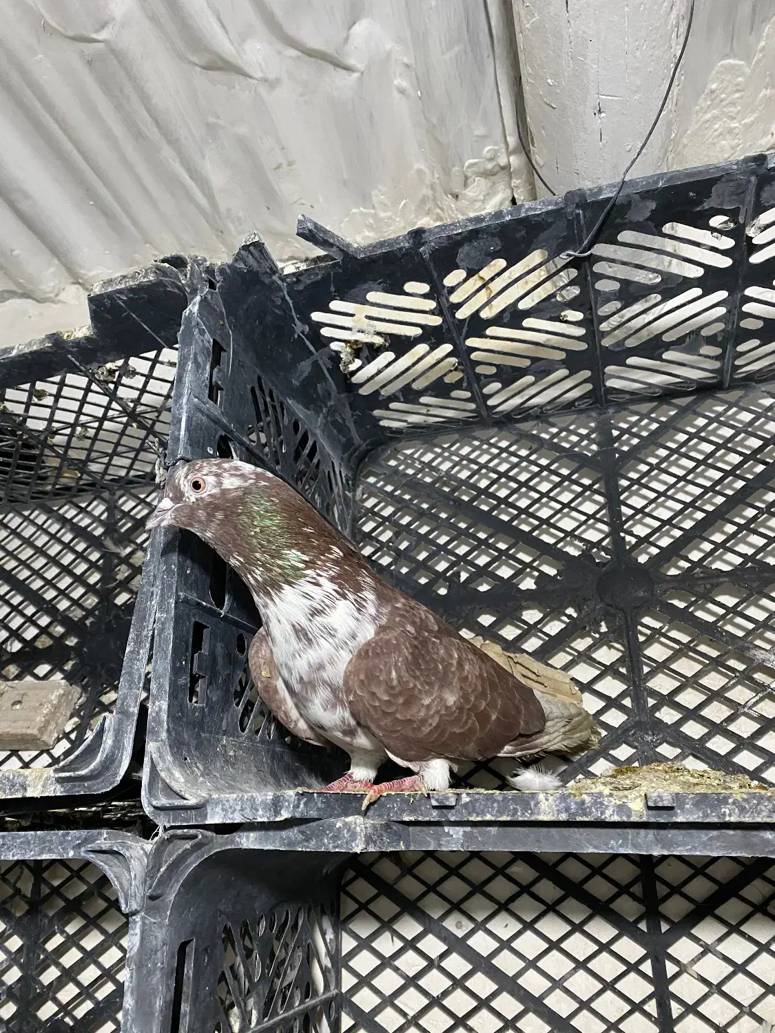 کفتر طهرونی یجایی|پرنده|ماهدشت, |دیوار