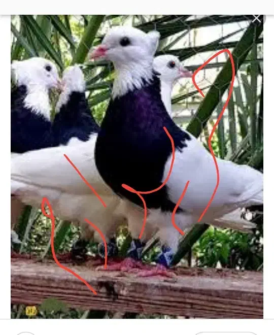 طوقی|پرنده|بم, |دیوار