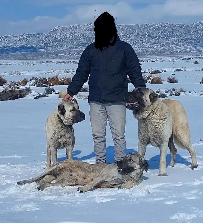 کانگال اصیل|سگ|جغتای, |دیوار