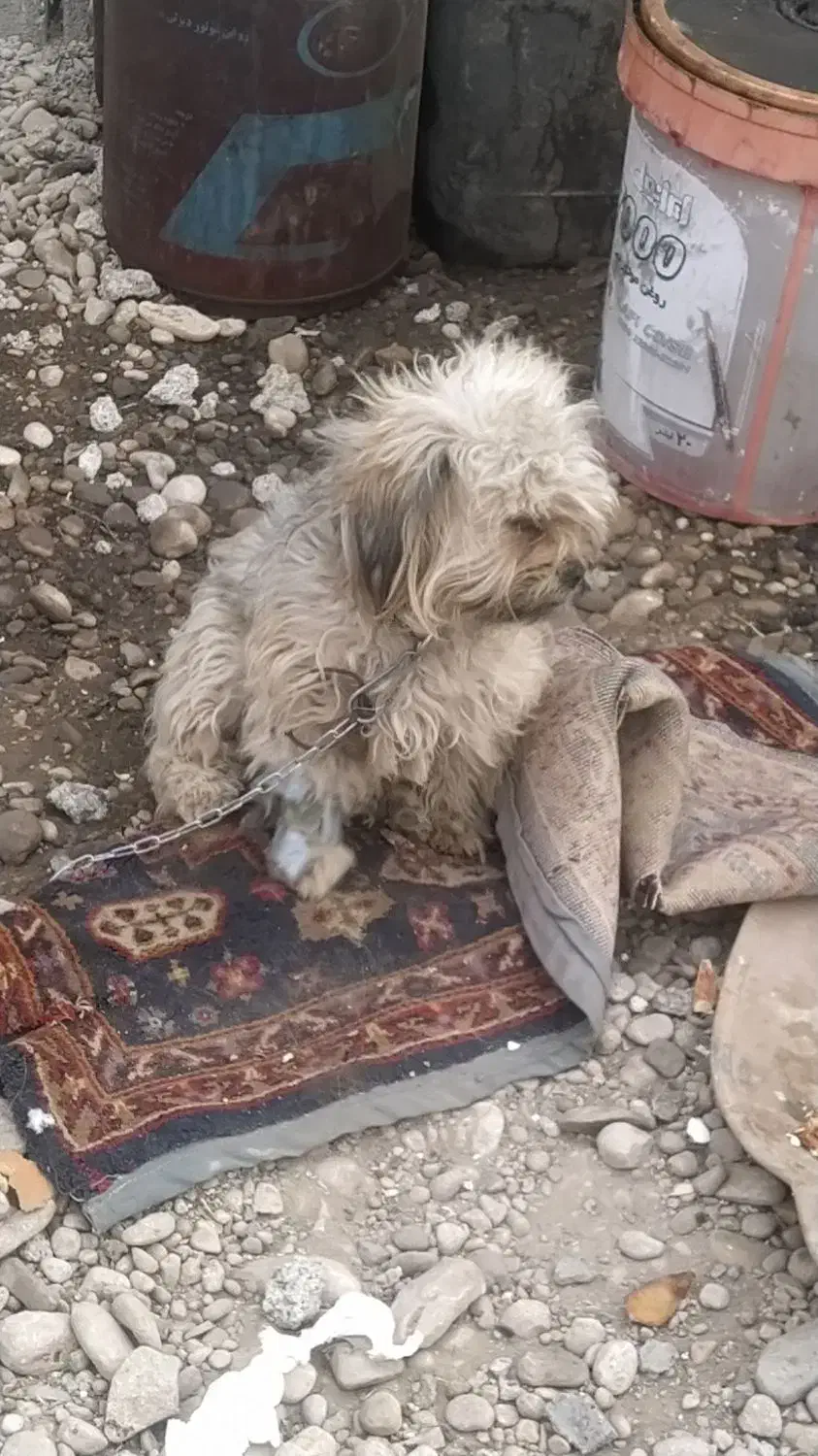 سگ بامزه|سگ|بهبهان, |دیوار