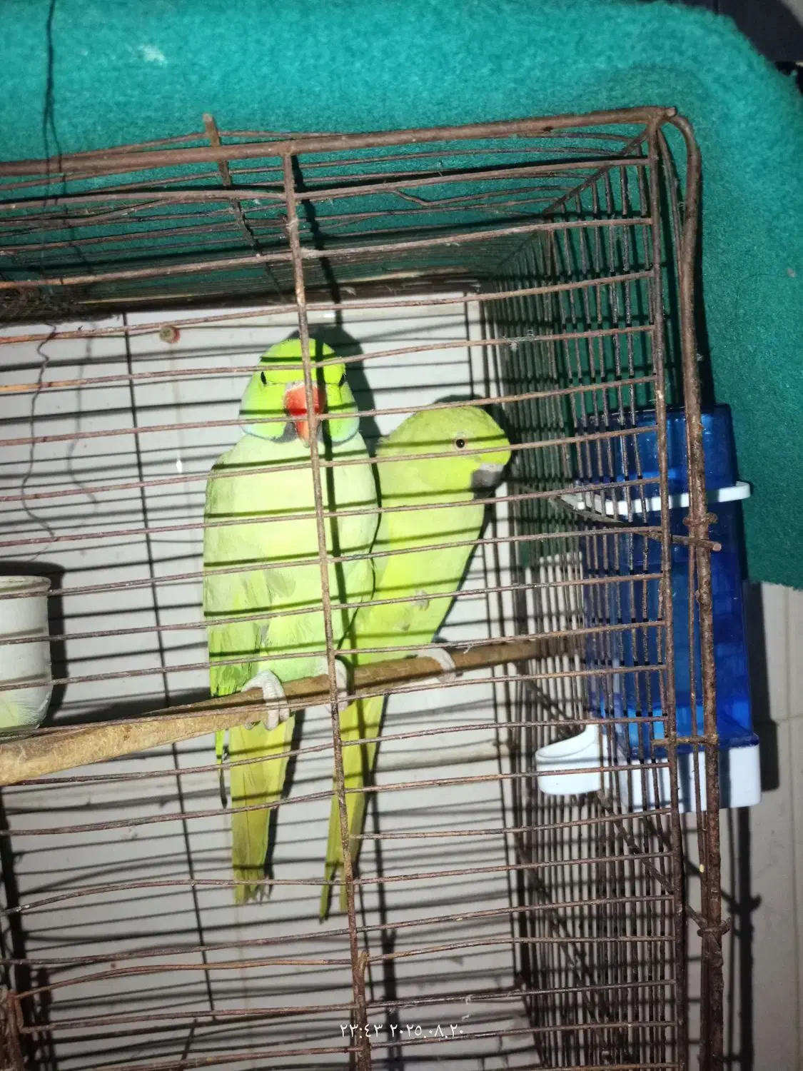 طوطی|پرنده|اهواز, کوی علوی|دیوار