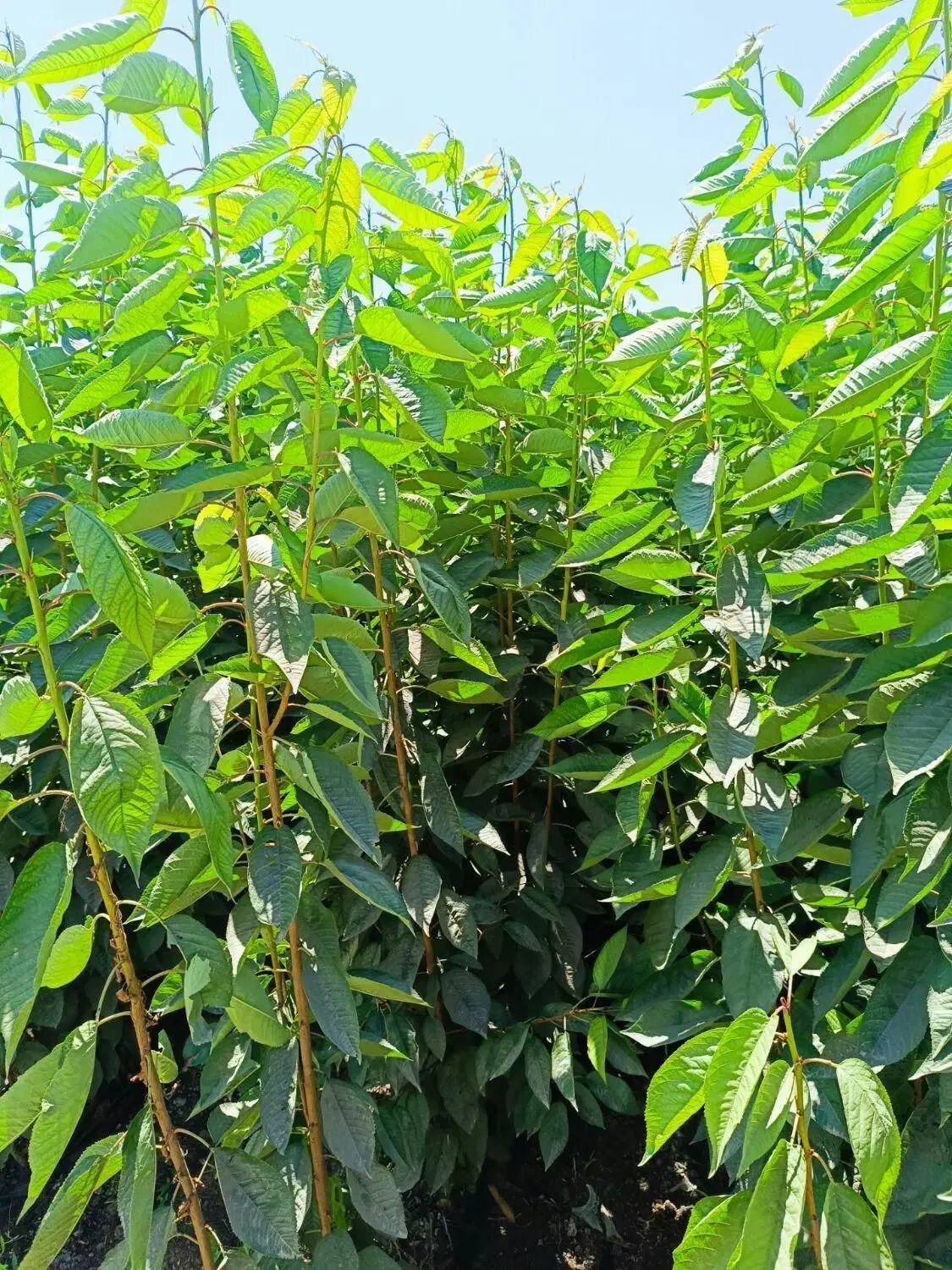 فروش نهال ریشه لخت عمده از خزانه|خدمات باغبانی و درختکاری|ارومیه, |دیوار