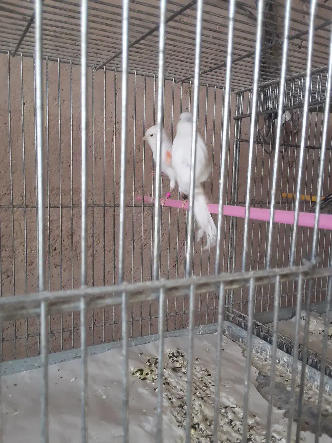 سلام تعداد قناری سوپر یکسرجیورما ده|پرنده|خمینی‌شهر, |دیوار