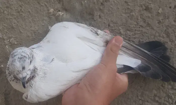 کفتر|پرنده|تهران, سلسبیل شمالی|دیوار