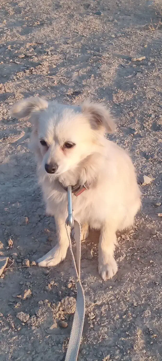 پامر روباهی نژاد (اصل)|سگ|تهران, جوادیه|دیوار