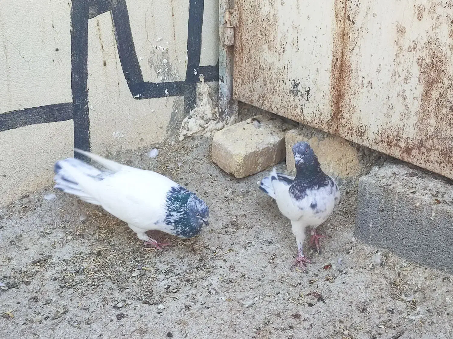 نرو ماده تک پر ساعتی|پرنده|شیراز, کاراندیش|دیوار