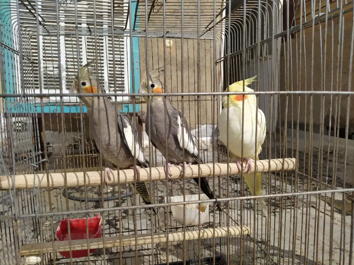 عروس هلندی|پرنده|کبودرآهنگ, |دیوار