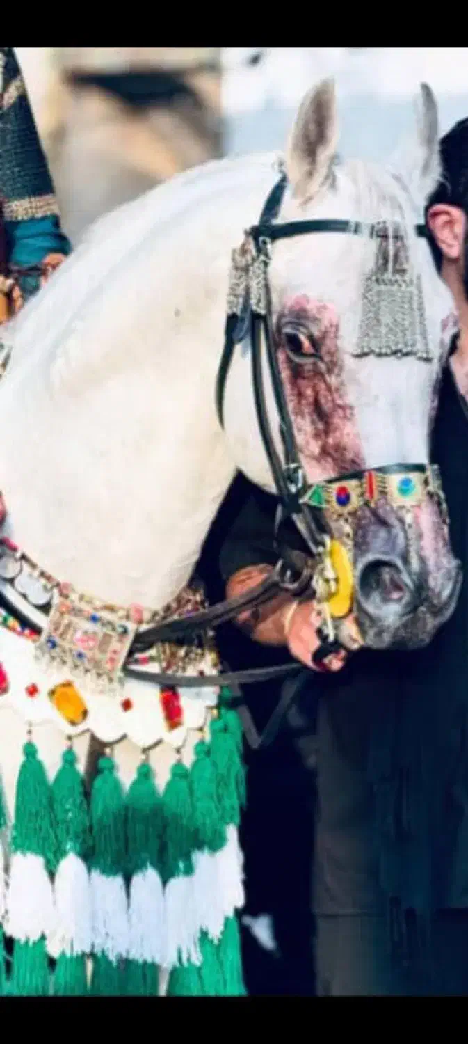 اسب سیلمی|اسب و تجهیزات اسب‌سواری|اردبیل, |دیوار