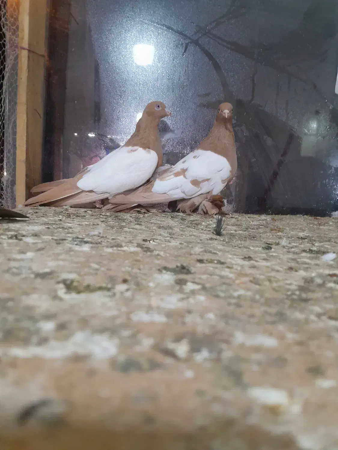 کبوتر|پرنده|تبریز, |دیوار