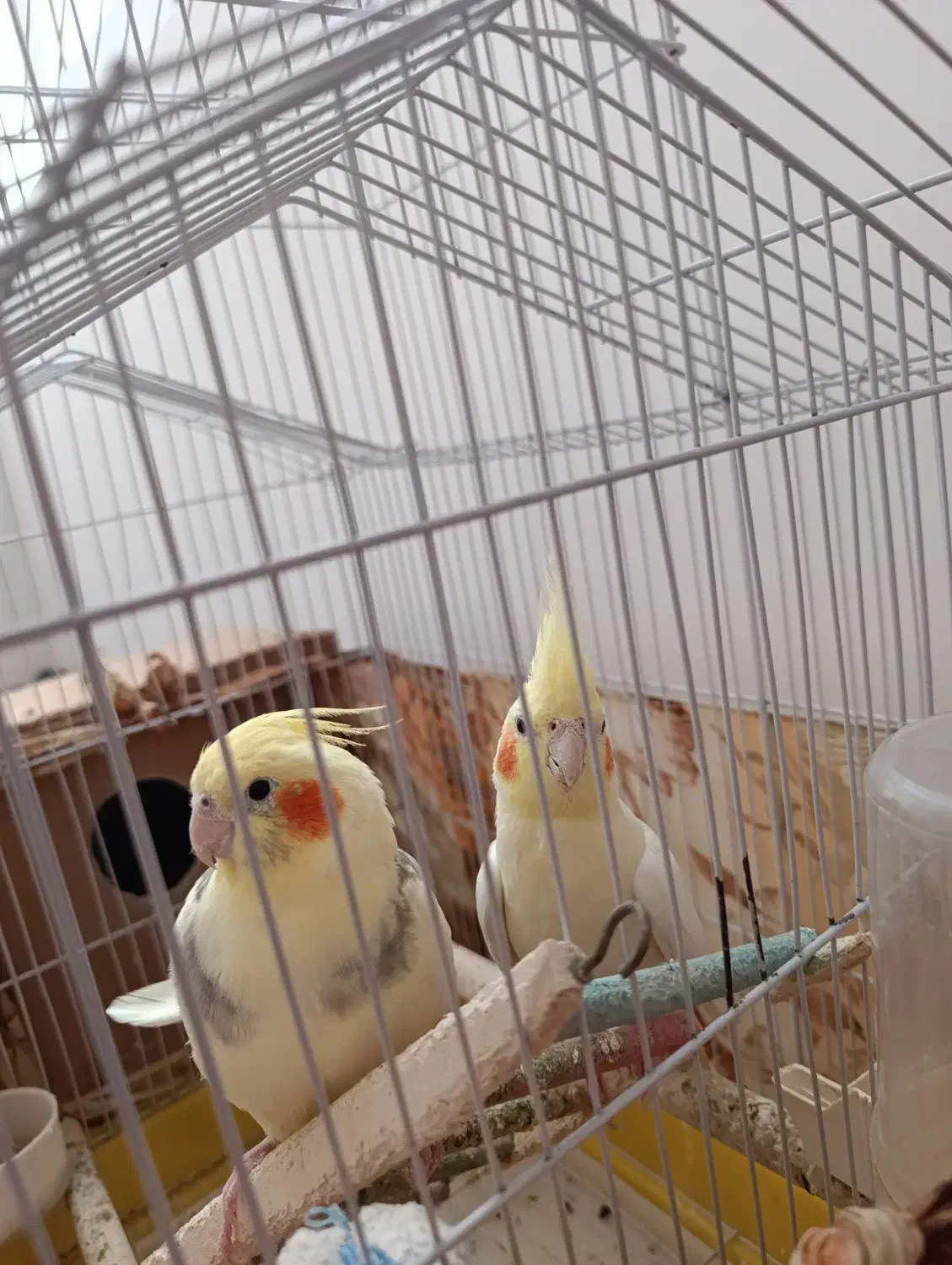 عروس هلندی یه ساله|پرنده|سلماس, |دیوار