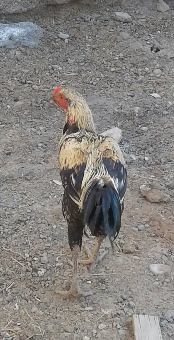 یک عدد خروس فروشی|حیوانات مزرعه|ایرانشهر, |دیوار