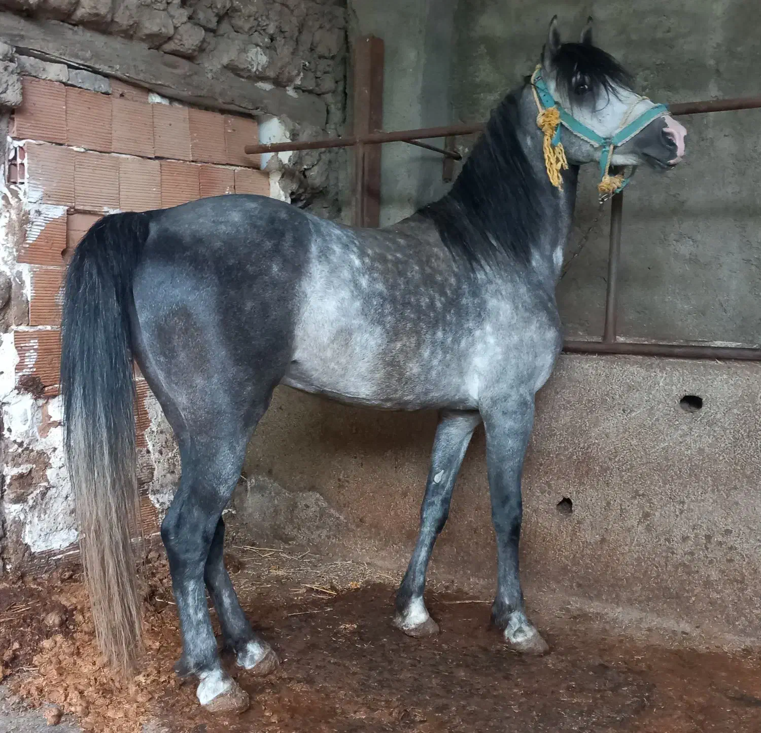 اسب|اسب و تجهیزات اسبسواری|گرگان, |دیوار