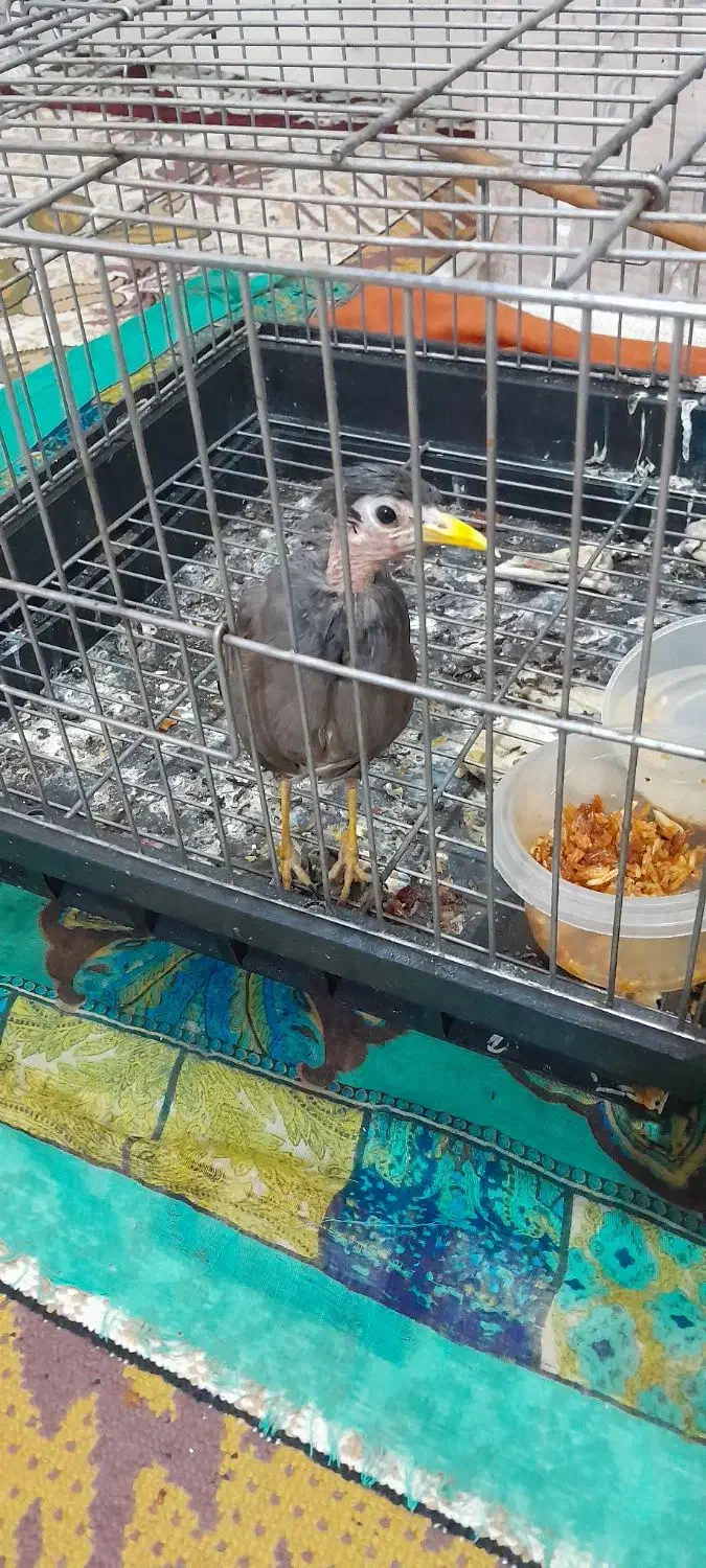 اهواز زرگان فدک خیابان ویس ۸|پرنده|اهواز, زرگان|دیوار