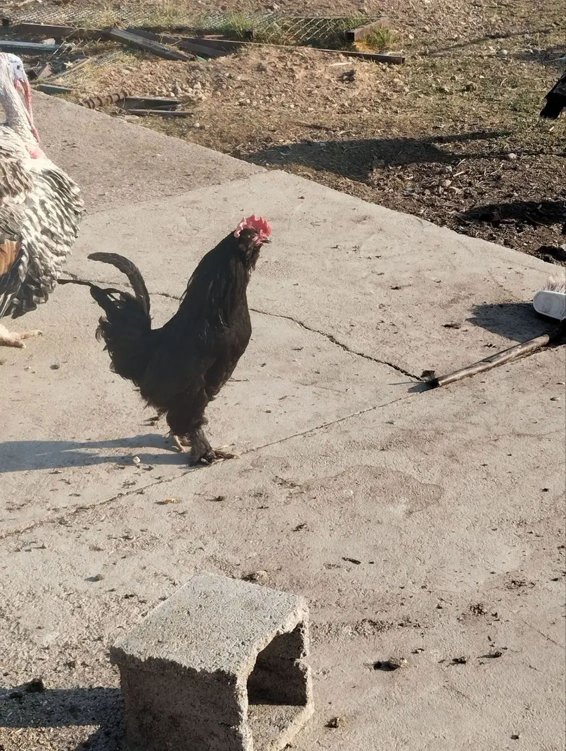 تخم مرندی و پوقلمون|حیوانات مزرعه|بهبهان, |دیوار