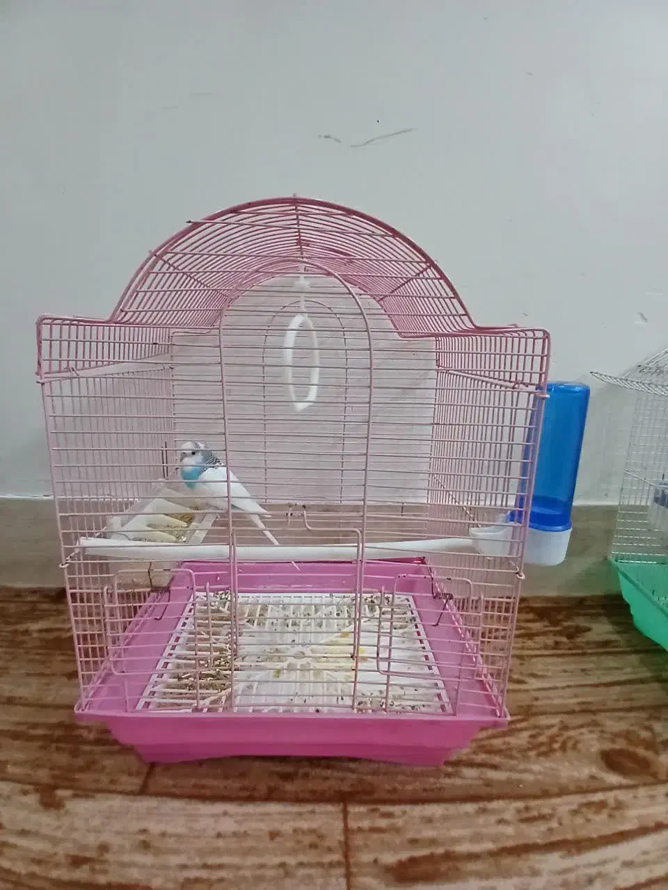 قفس و مرغ عشق|پرنده|قم, شاه سید علی|دیوار