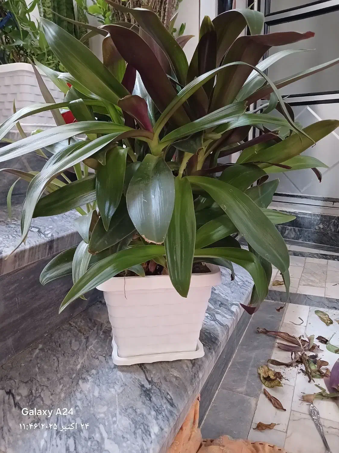 گل خانگی|گل و گیاه طبیعی|بناب, |دیوار