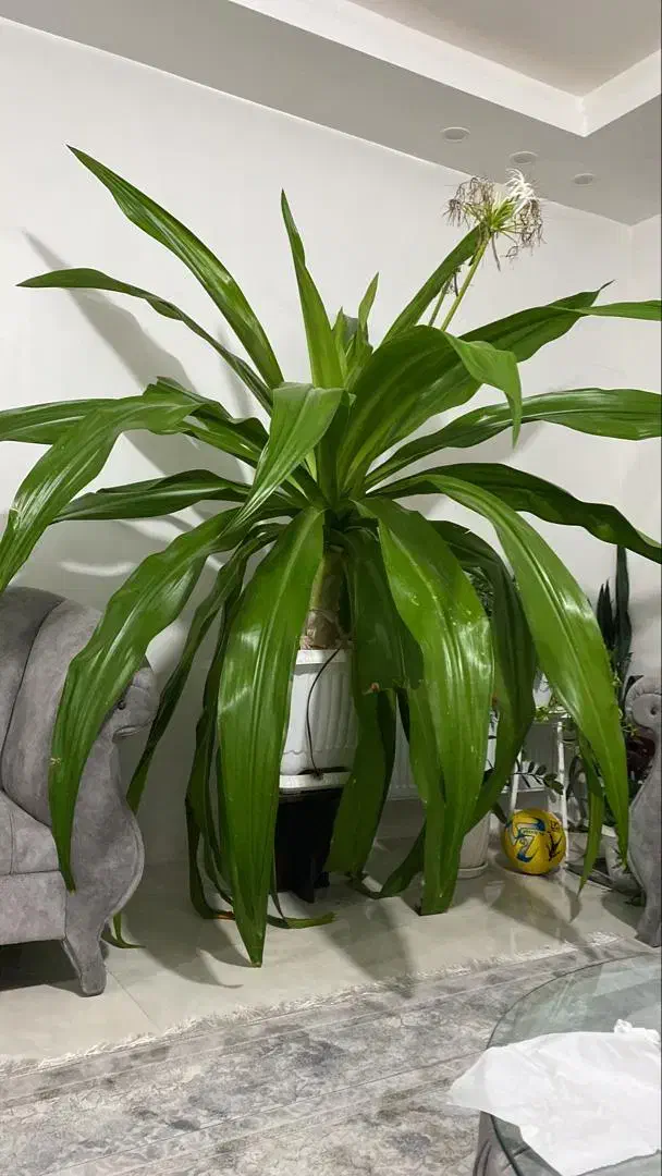 گل سوسن چتری (سوسن عنکبوتی)|گل و گیاه طبیعی|هشتگرد, هیو|دیوار