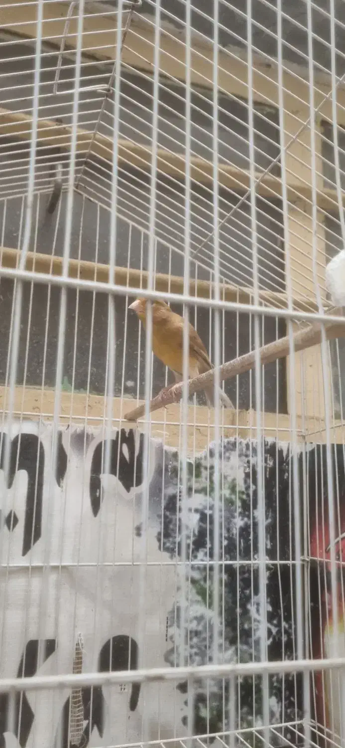 قناری ماده اماده|پرنده|شوش, |دیوار