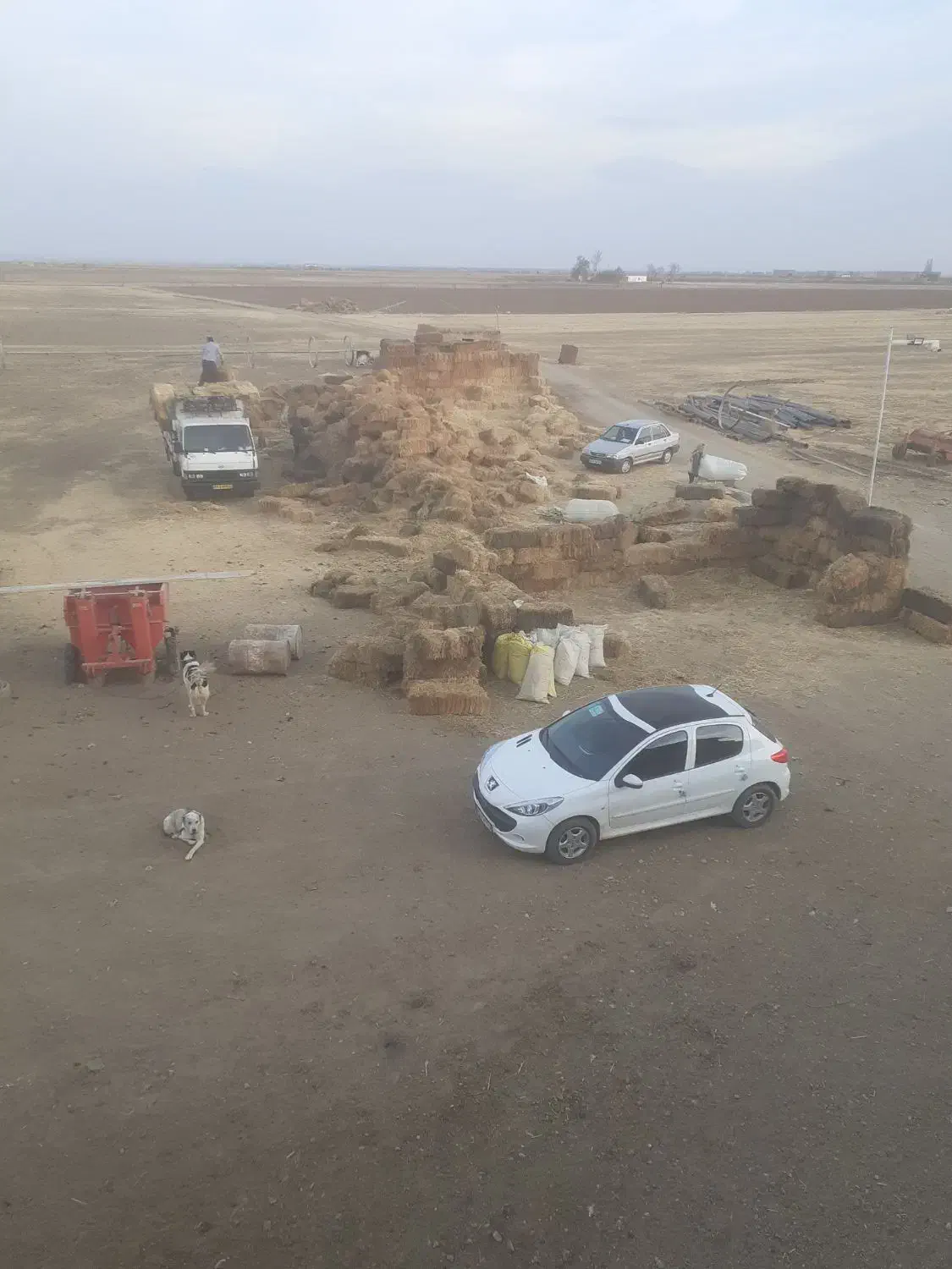 کلش،گندم سیاهی دارد|عمدهفروشی|کبودرآهنگ, |دیوار