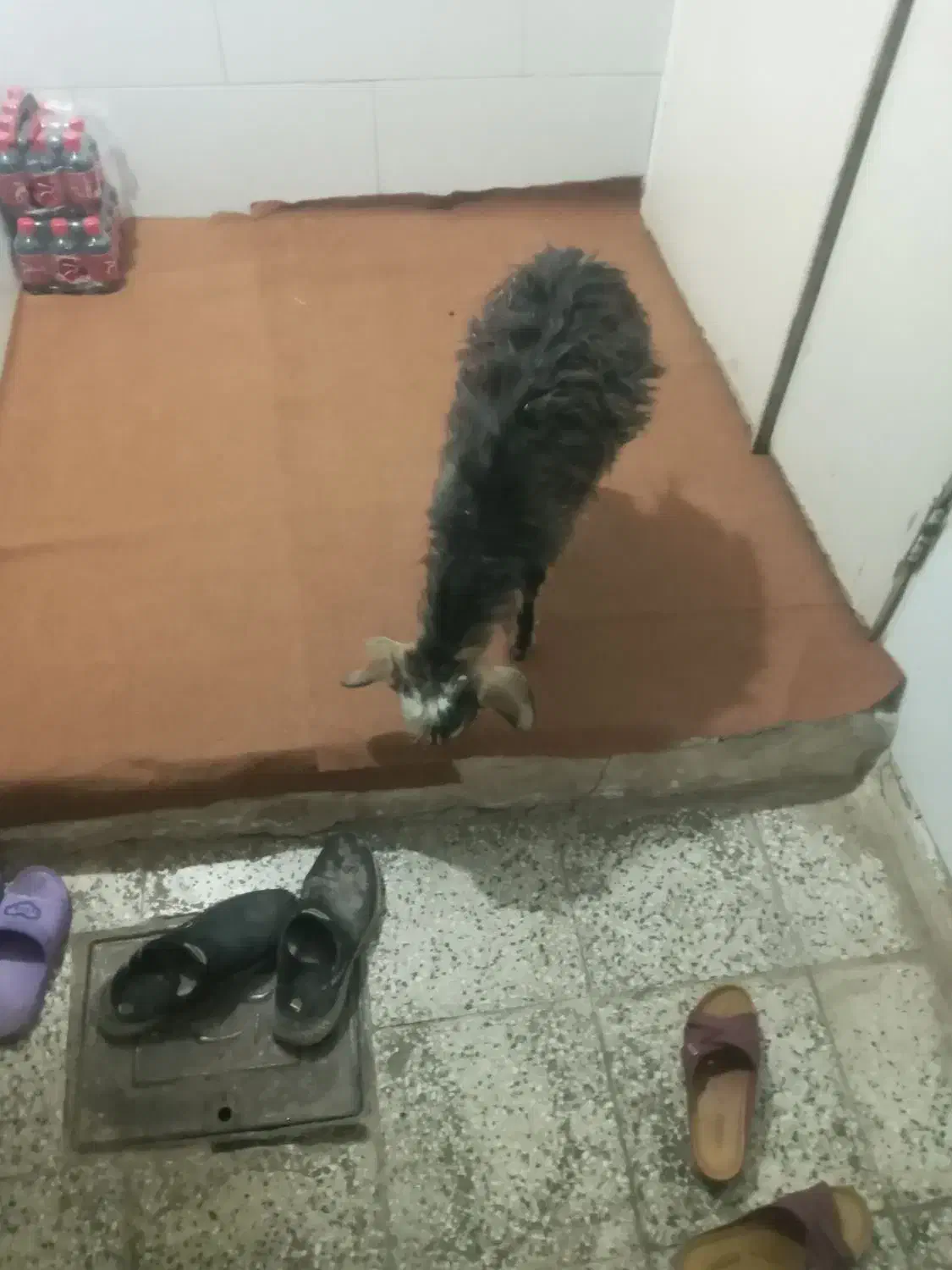 بزغاله|حیوانات مزرعه|اقبالیه, |دیوار