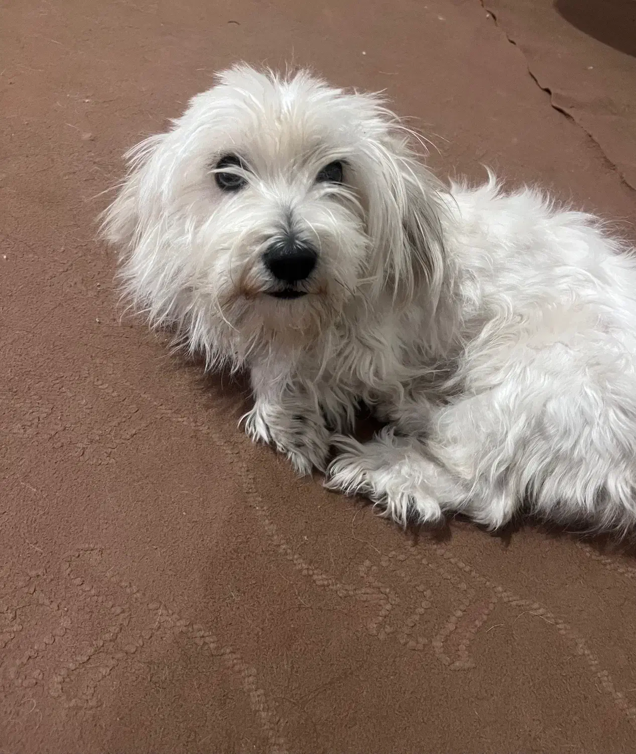 سگ شیدسو|سگ|بافق, |دیوار