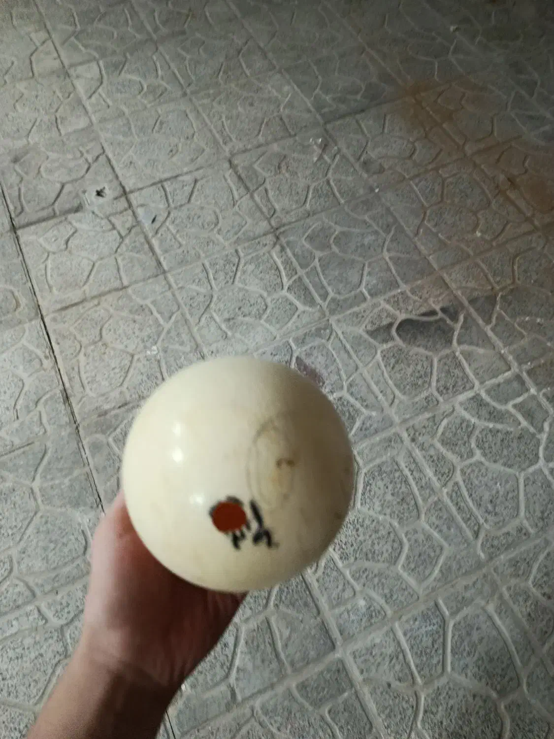 تخم شتر مرغ|حیوانات مزرعه|اصفهان, برازنده|دیوار