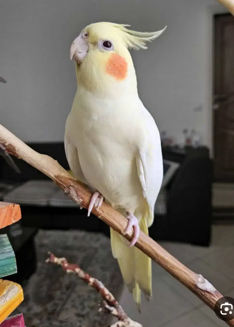 عروس هلندی|پرنده|مشگین شهر, |دیوار