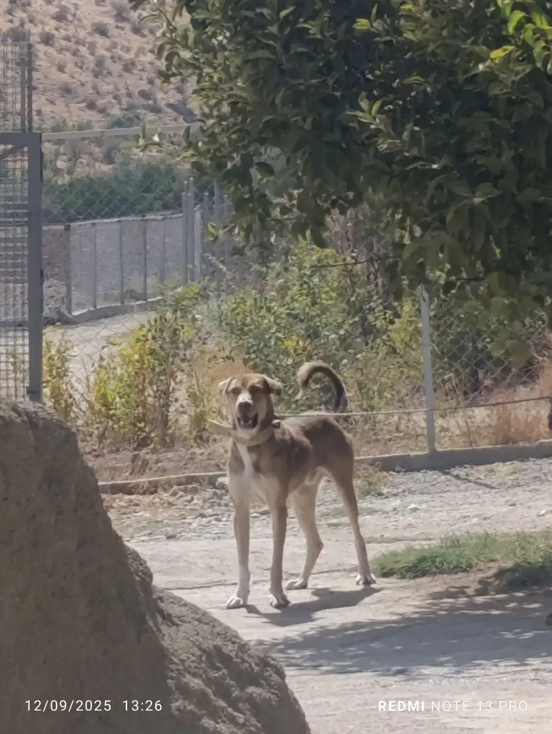 واگذاری سگ|سگ|بوکان, |دیوار