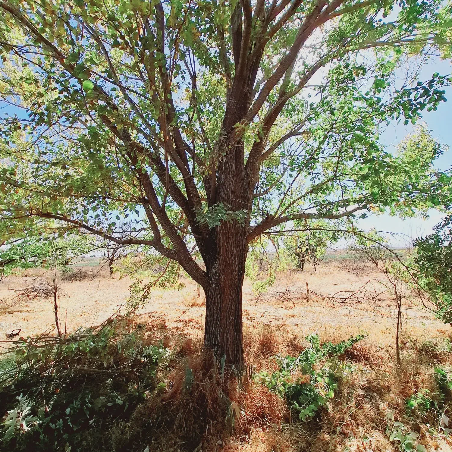 خریداره چوب همه نوع همه جا|خدمات باغبانی و درختکاری|قره چای, |دیوار