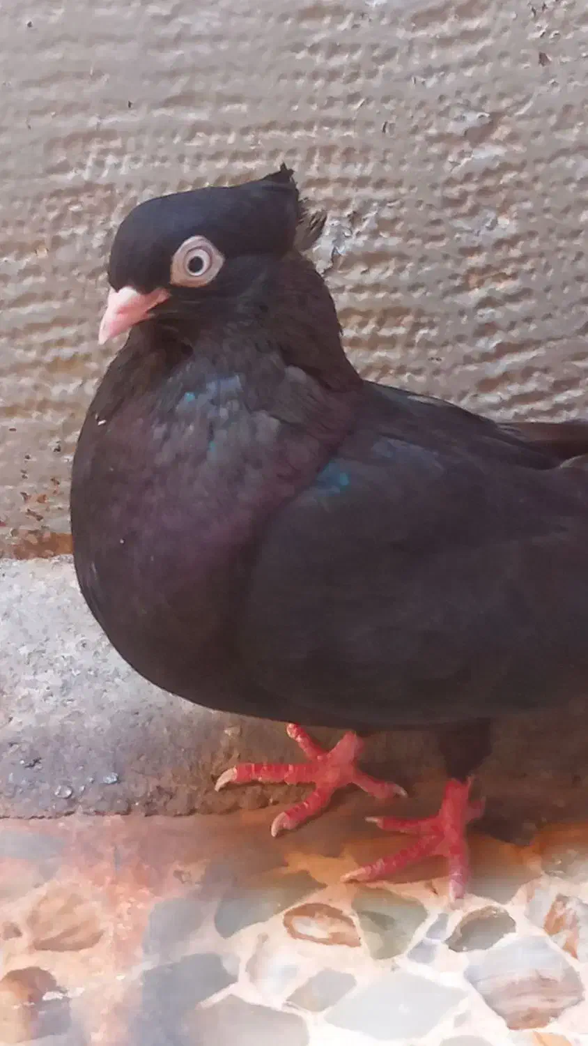 کبوتر زاغ آبادانی|پرنده|اهواز, کوی رمضان|دیوار