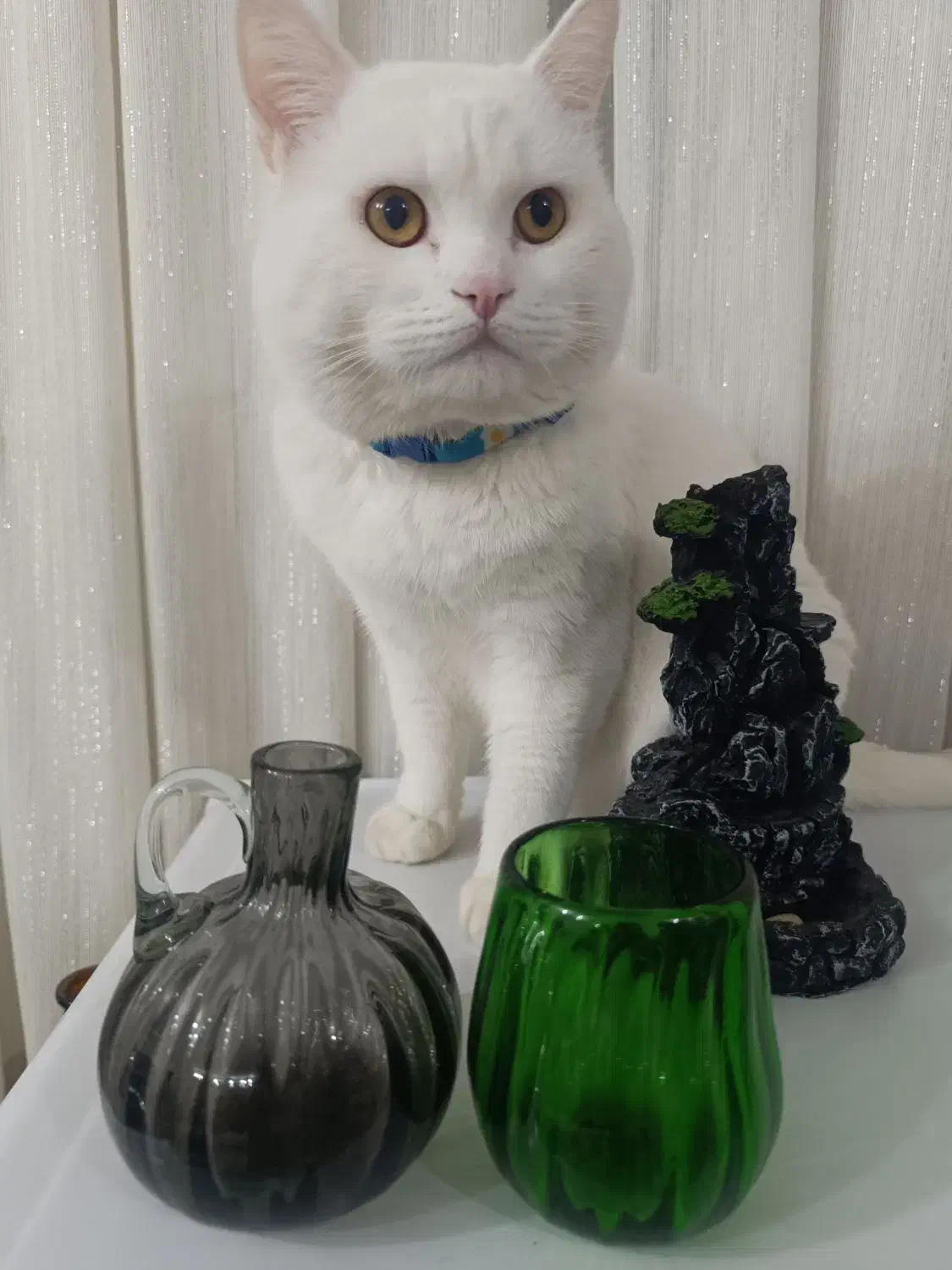 گربه نر ترکیش وان فقط جفت|گربه|پرند, فاز ۵|دیوار