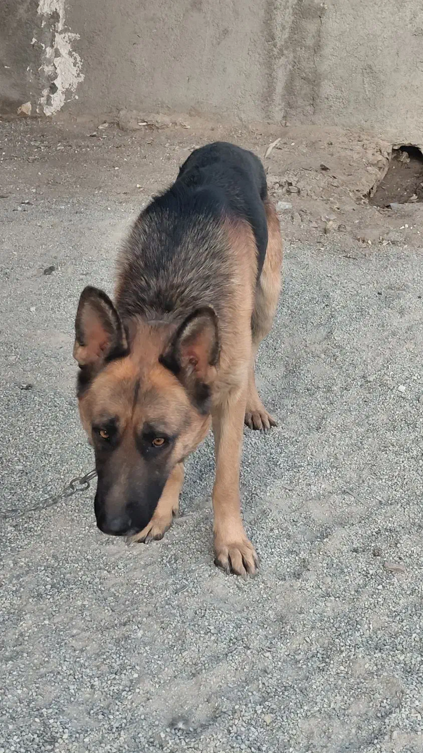 توله سگ ژرمن شپرد|سگ|رباط‌کریم, منجیل آباد|دیوار