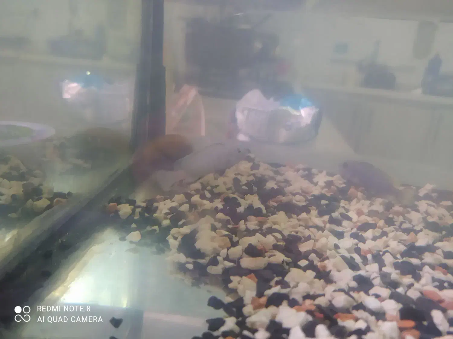 ماهی سیچلارد و بچه گوپی و اکواریوم|ماهی|اردبیل, |دیوار