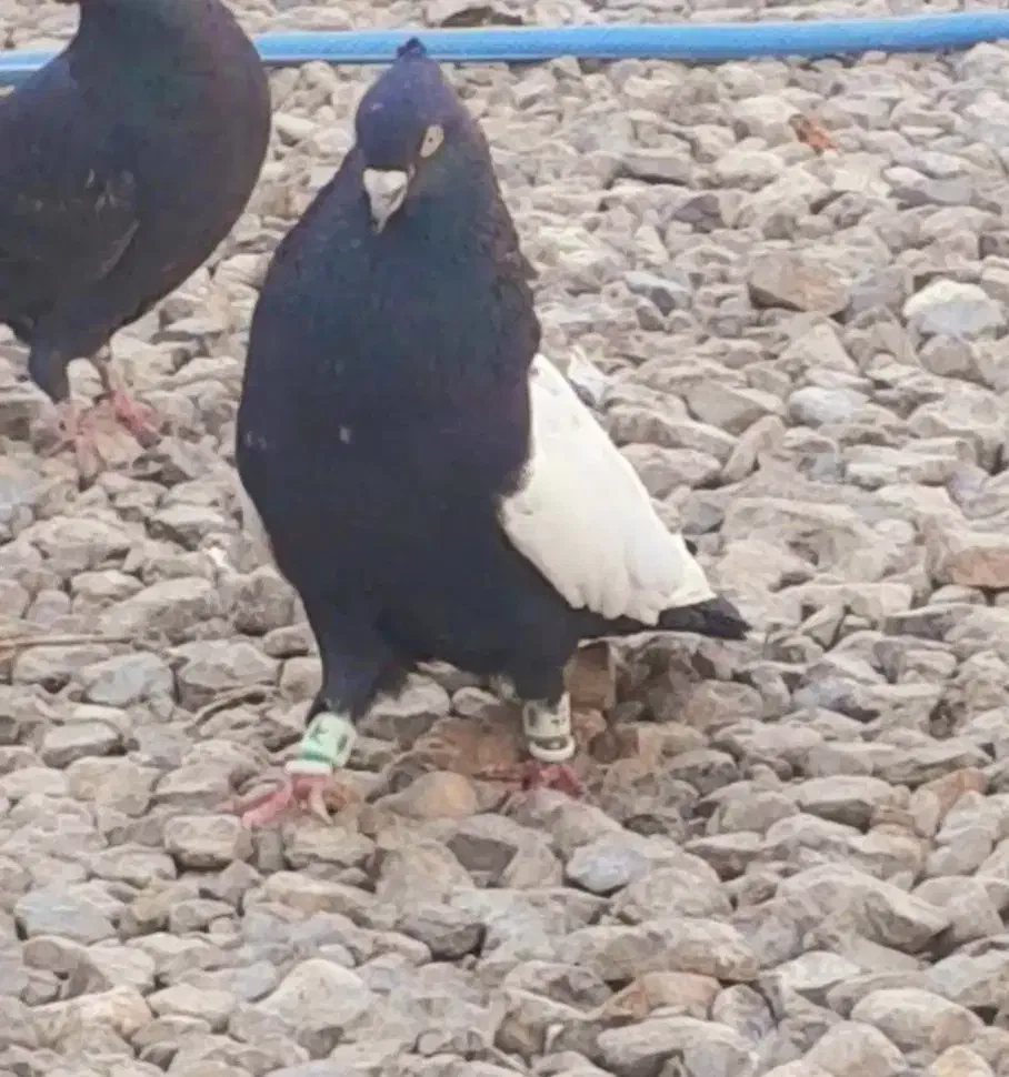 نرسینه سیاه|پرنده|سیدان, |دیوار