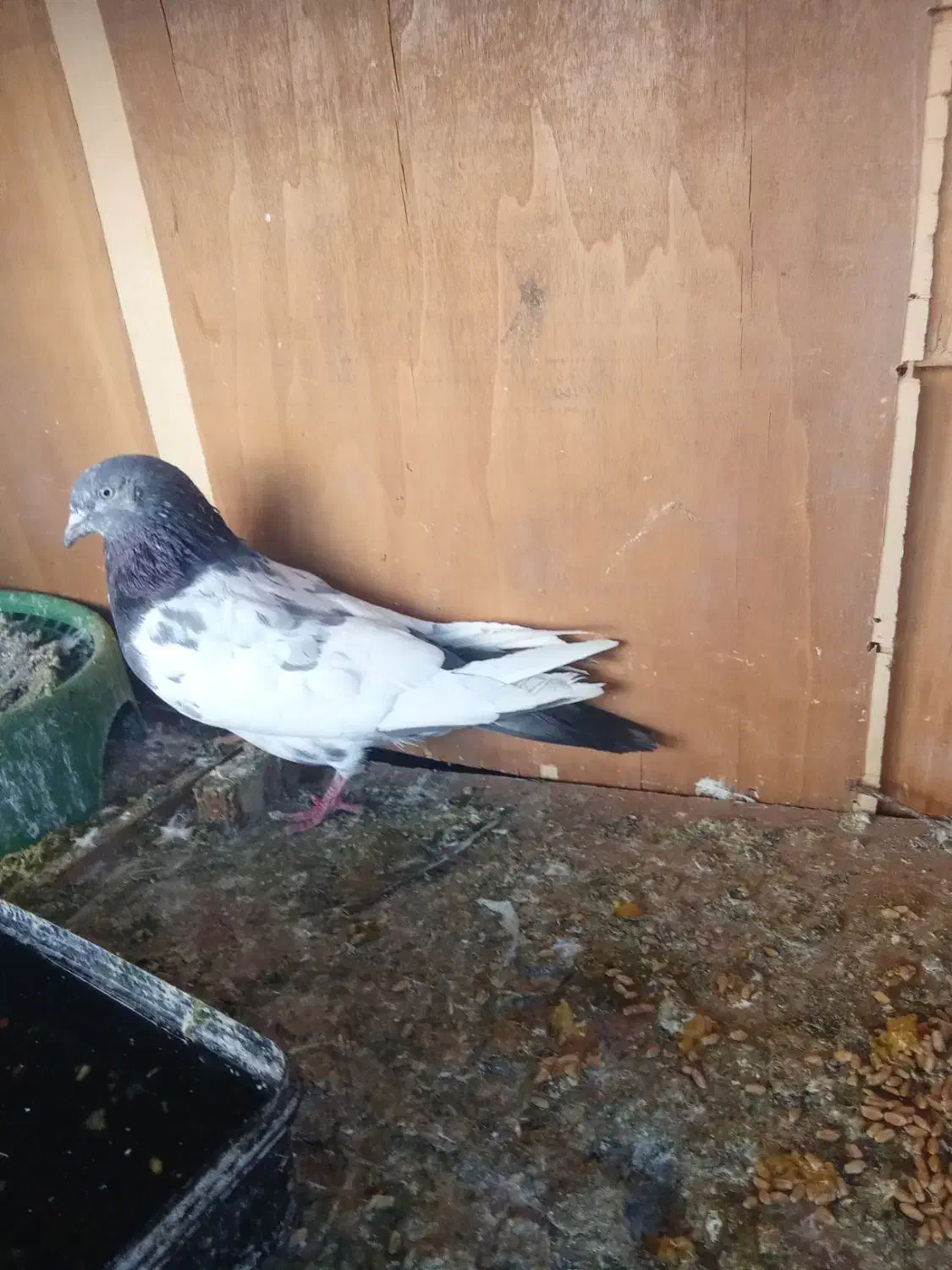 ....|پرنده|شوش, |دیوار