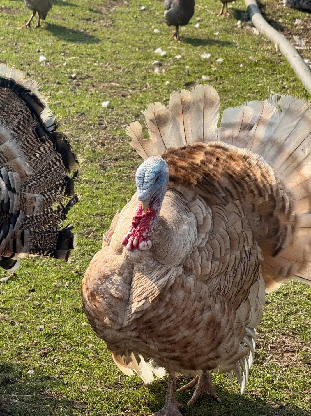 بوقلمون|حیوانات مزرعه|سنگر, |دیوار