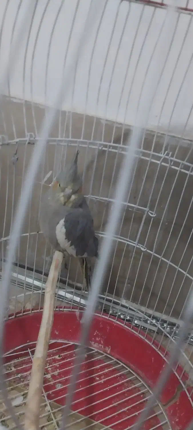 یک جفت عروس هلندی ویک جفت طوطی برزیلی برای فروش|پرنده|باغستان, |دیوار